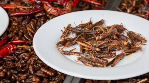 EU erlaubt jetzt Käferlarven und Grillenpulver im Essen