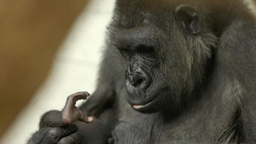 Gorilla weigert sich zu gebären, wie ein schockierender Ultraschall