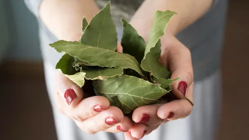 Lorbeerblatt: 7 Fakten, die die Leute nicht kennen